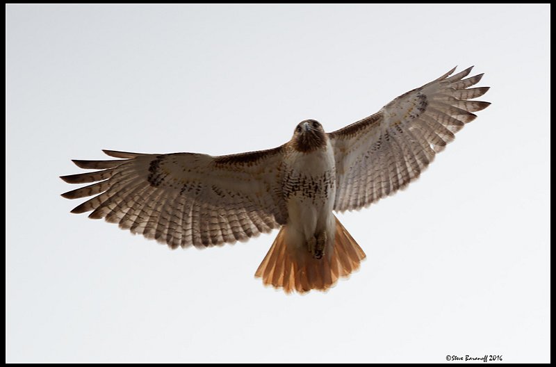 _6SB9505 red-tailed hawk.jpg